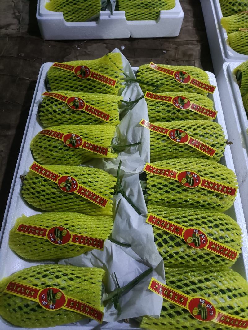 莘县博洋甜瓜，博洋9-91大量有货，可供商超电商市场出口