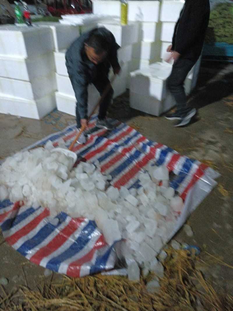 白帽蒜苔即将大量上市，产地直发，代收代存，