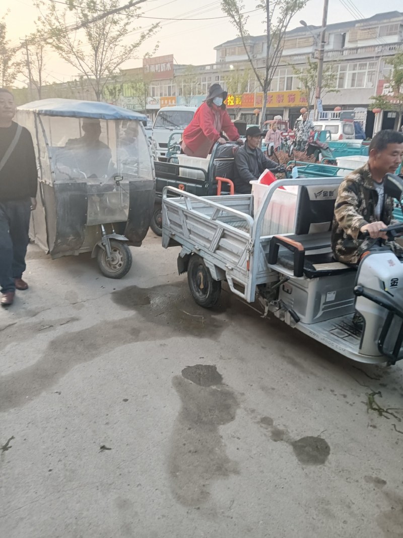 白帽蒜苔即将大量上市，产地直发，代收代存，