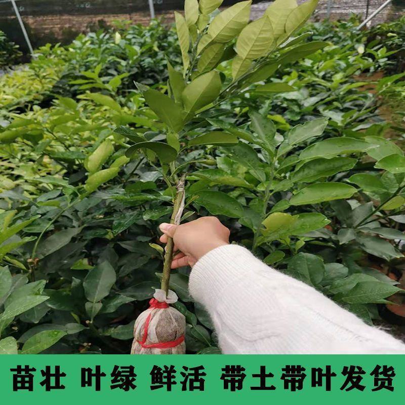 新品种红宝石柚子苗嫁接红心蜜柚果树苗南方种植盆栽当年结果