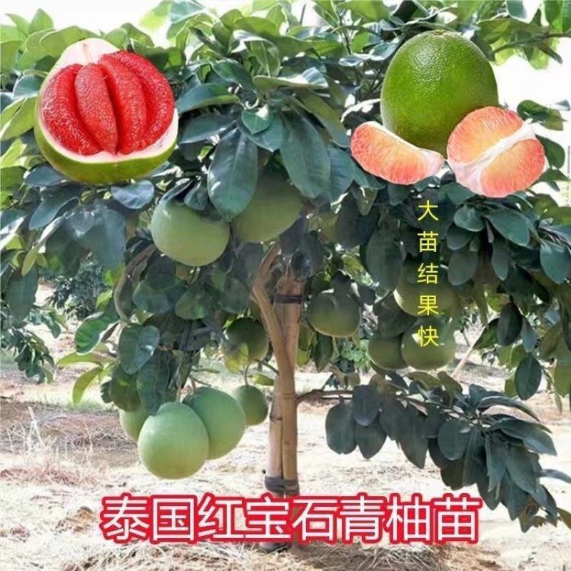 新品种红宝石柚子苗嫁接红心蜜柚果树苗南方种植盆栽当年结果