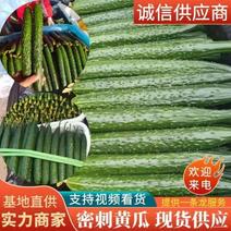 【黄瓜】密刺黄瓜大棚种植顶花带刺品质优对接电商各大平台