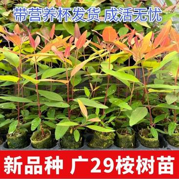 桉树苗速生桉树苗广29耐寒经济造林苗木生长快的木材树