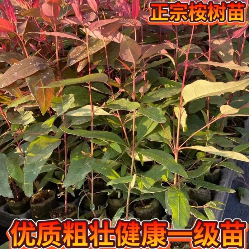 桉树苗速生桉树苗广29耐寒经济造林苗木生长快的木材树