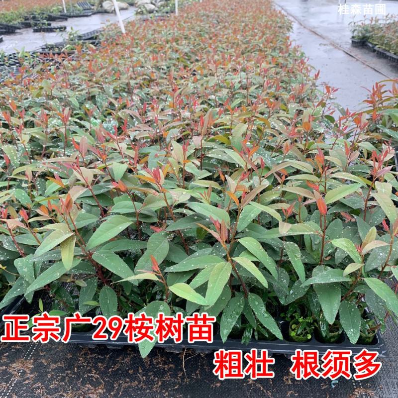桉树苗速生桉树苗广29耐寒经济造林苗木生长快的木材树