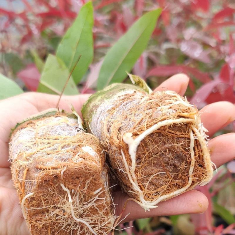 桉树苗速生桉树苗广29耐寒经济造林苗木生长快的木材树