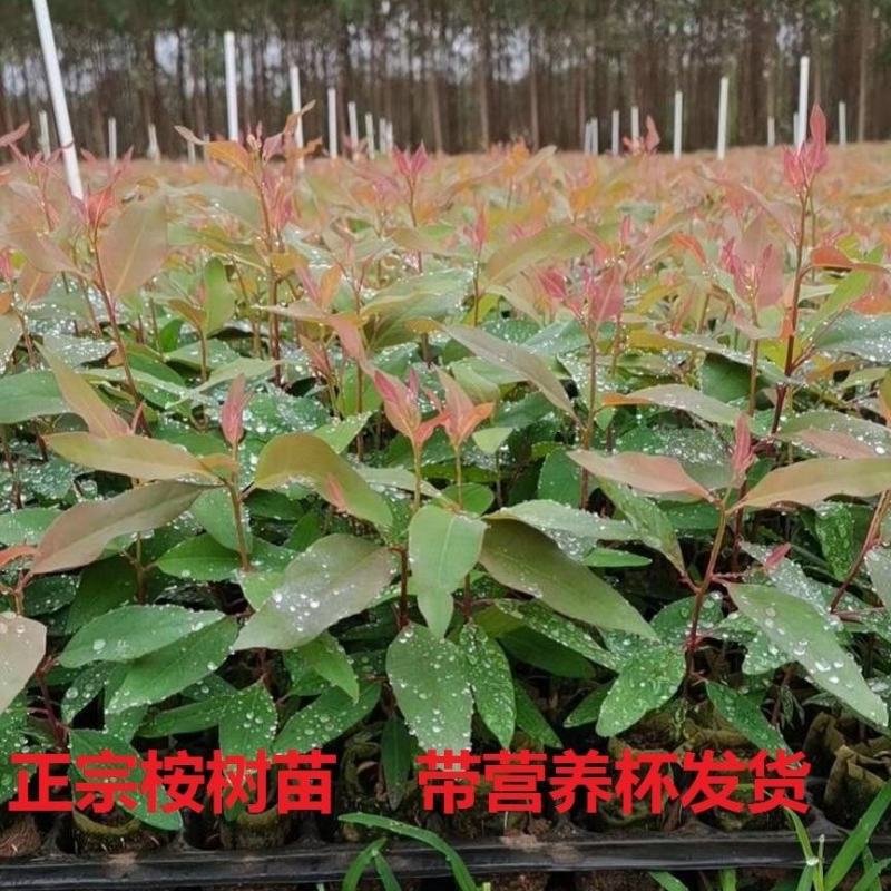 桉树苗速生桉树苗广29耐寒经济造林苗木生长快的木材树