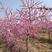 【实力推荐】桃树，各种规格，占地桃树，绿化桃树