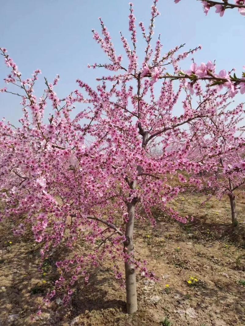 【实力推荐】桃树，各种规格，占地桃树，绿化桃树