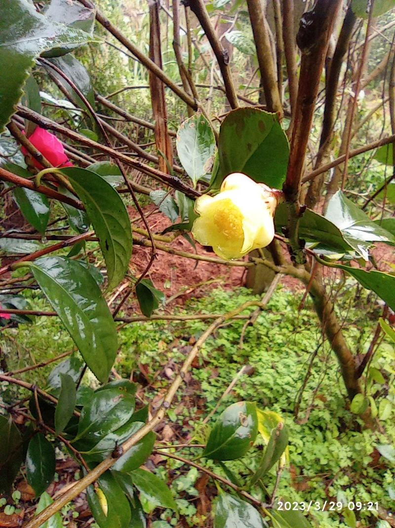 金花茶树苗，原生苗，6年苗2公分左右高1-1.5米