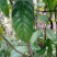 金花茶树苗，原生苗，6年苗2公分左右高1-1.5米