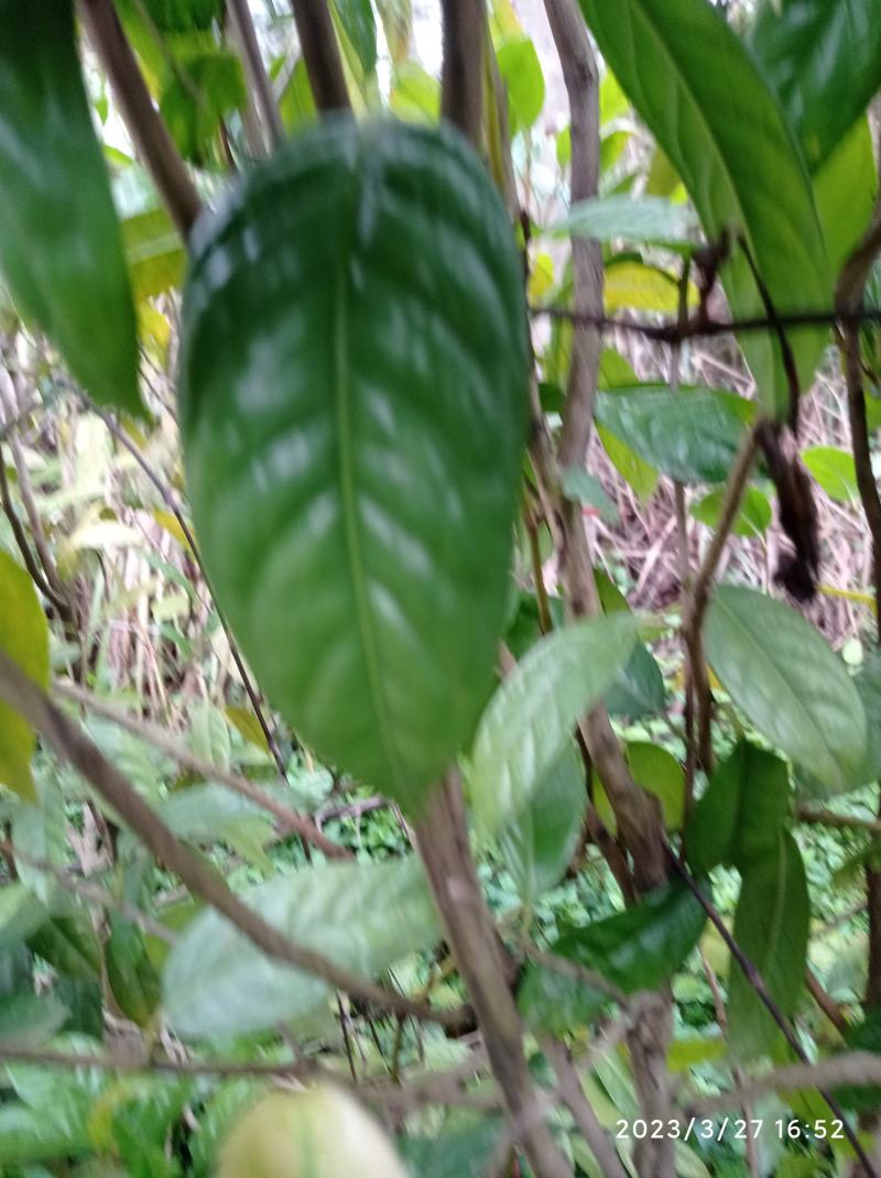 金花茶树苗，原生苗，6年苗2公分左右高1-1.5米