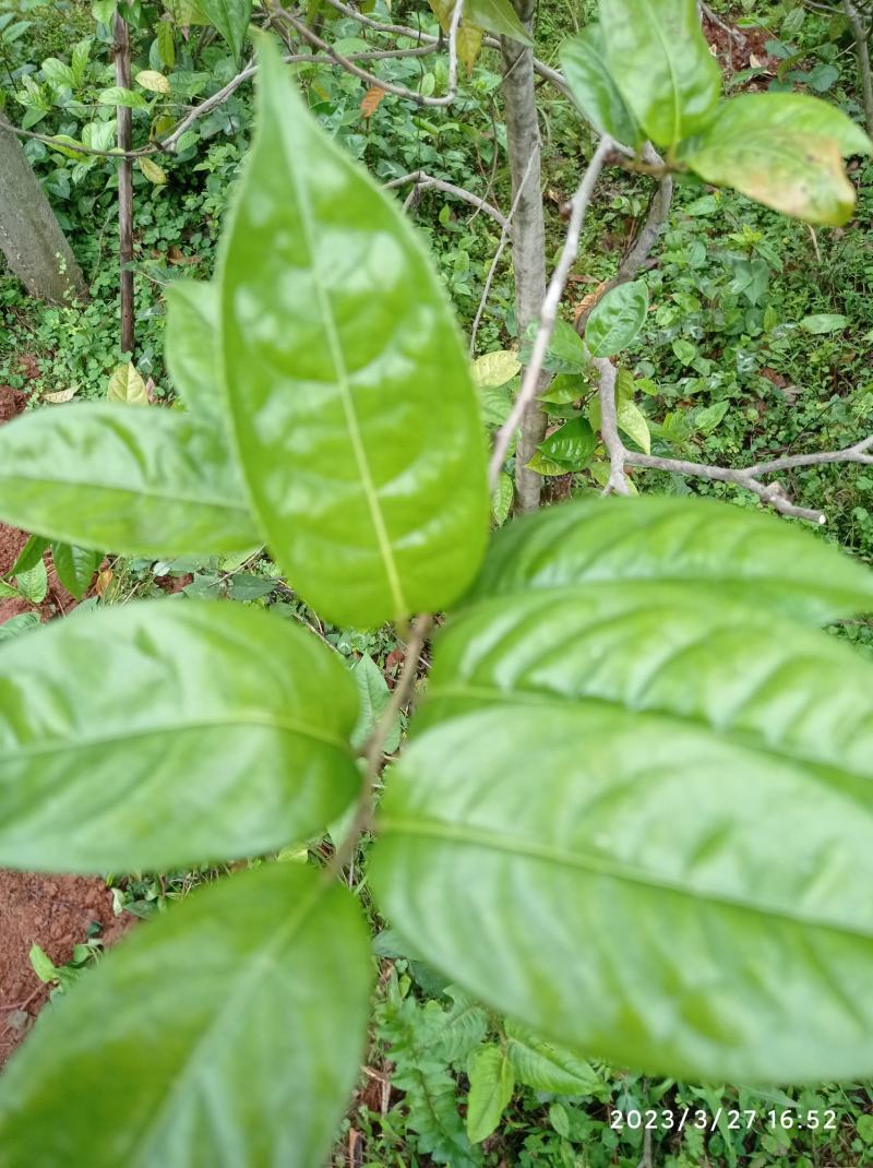 金花茶树苗，原生苗，6年苗2公分左右高1-1.5米