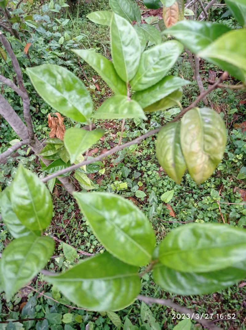 金花茶树苗，原生苗，6年苗2公分左右高1-1.5米