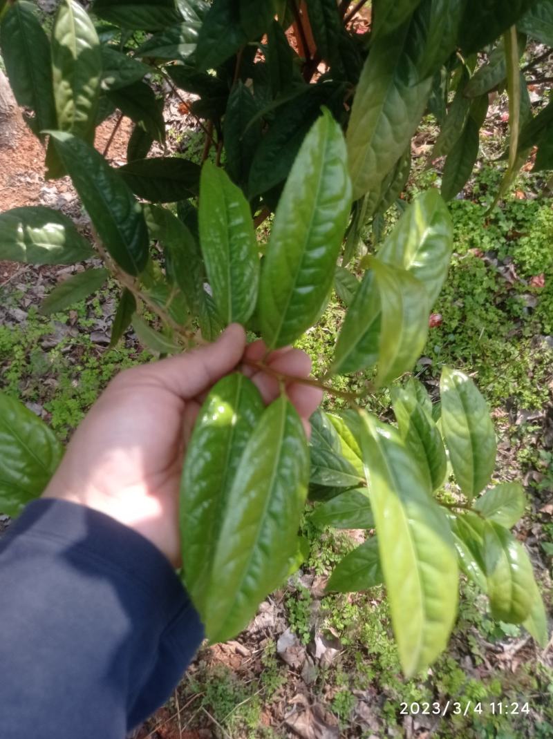 金花茶树苗，原生苗，6年苗2公分左右高1-1.5米