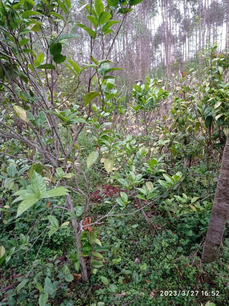 金花茶树苗，原生苗，6年苗2公分左右高1-1.5米
