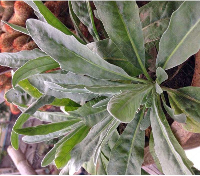 春播板蓝根种子中药材种苗大青根大青叶种籽菘蓝籽