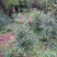四季茶花，重瓣四季茶花，地苗2-4公分，高1-1.5米