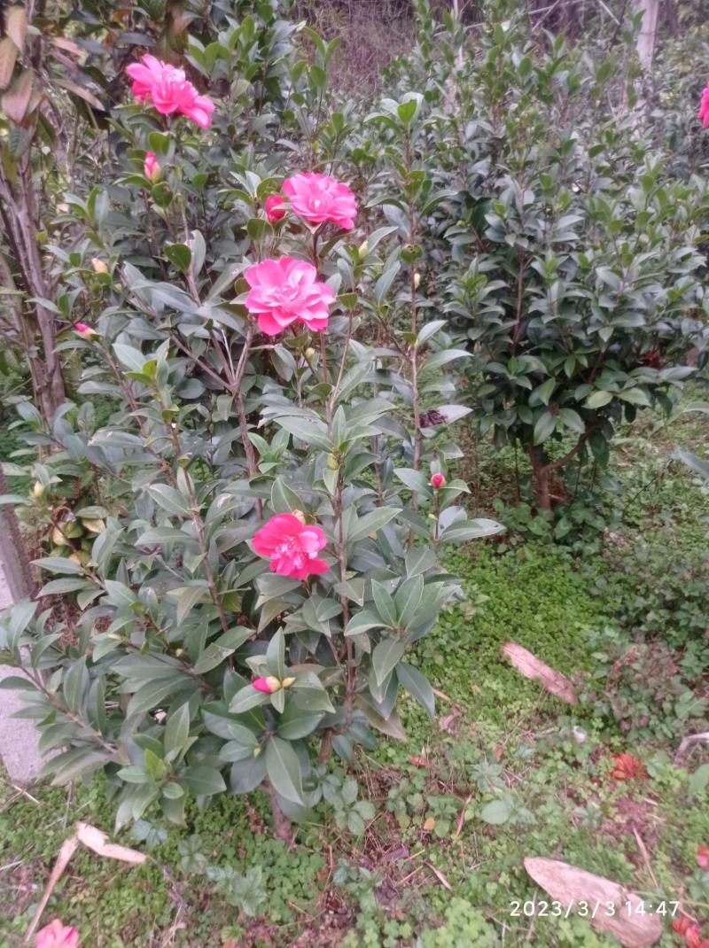 四季茶花，重瓣四季茶花，地苗2-4公分，高1-1.5米