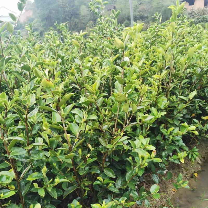 三华系列油茶苗，分为三个品种，华鑫、华金、华硕等大果油茶