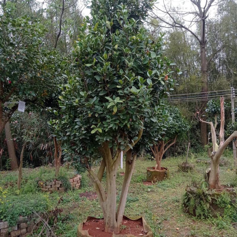 老茶树嫁接各种茶花，高度1-3米，平台限制，只能看看
