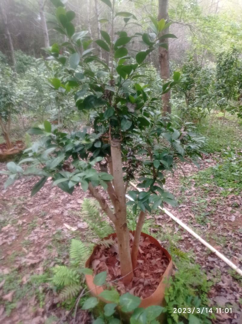 老茶树嫁接各种茶花，高度1-3米，平台限制，只能看看