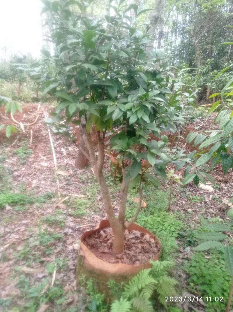 老茶树嫁接各种茶花，高度1-3米，平台限制，只能看看