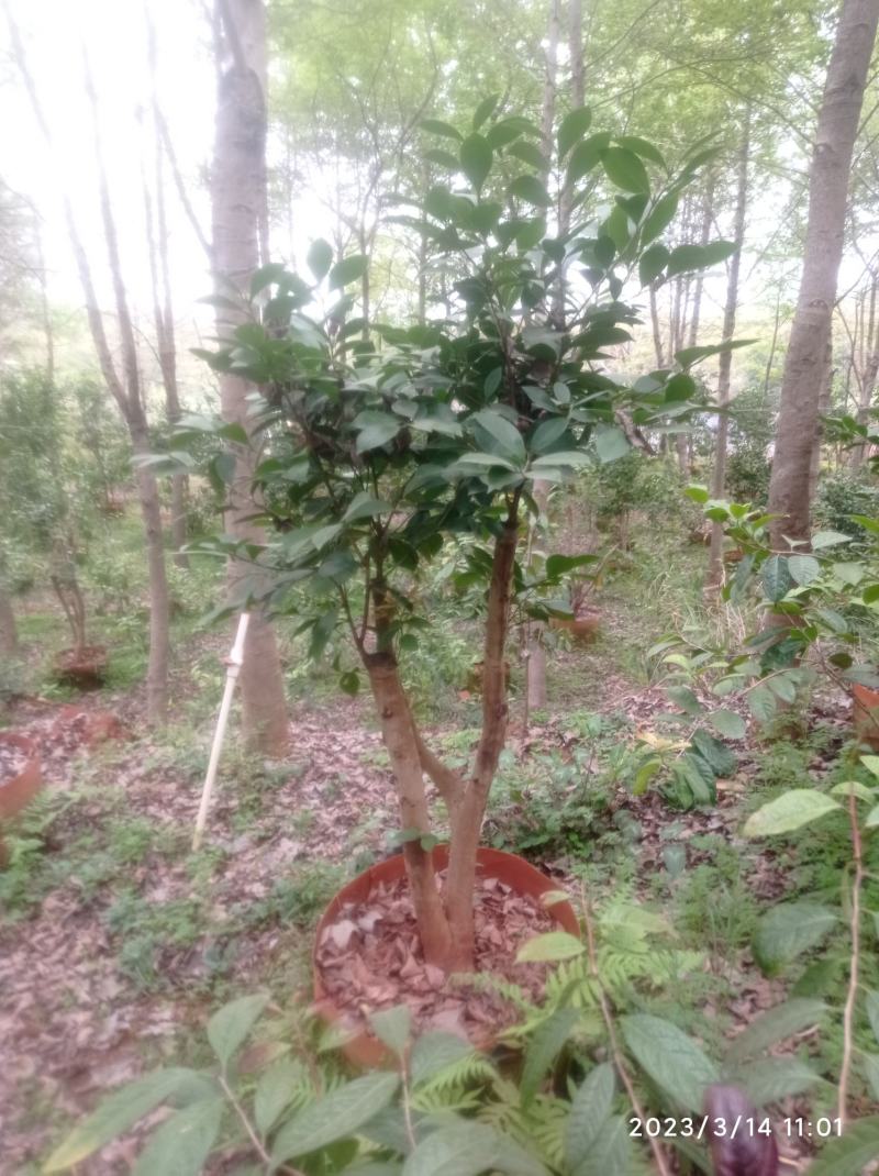 老茶树嫁接各种茶花，高度1-3米，平台限制，只能看看