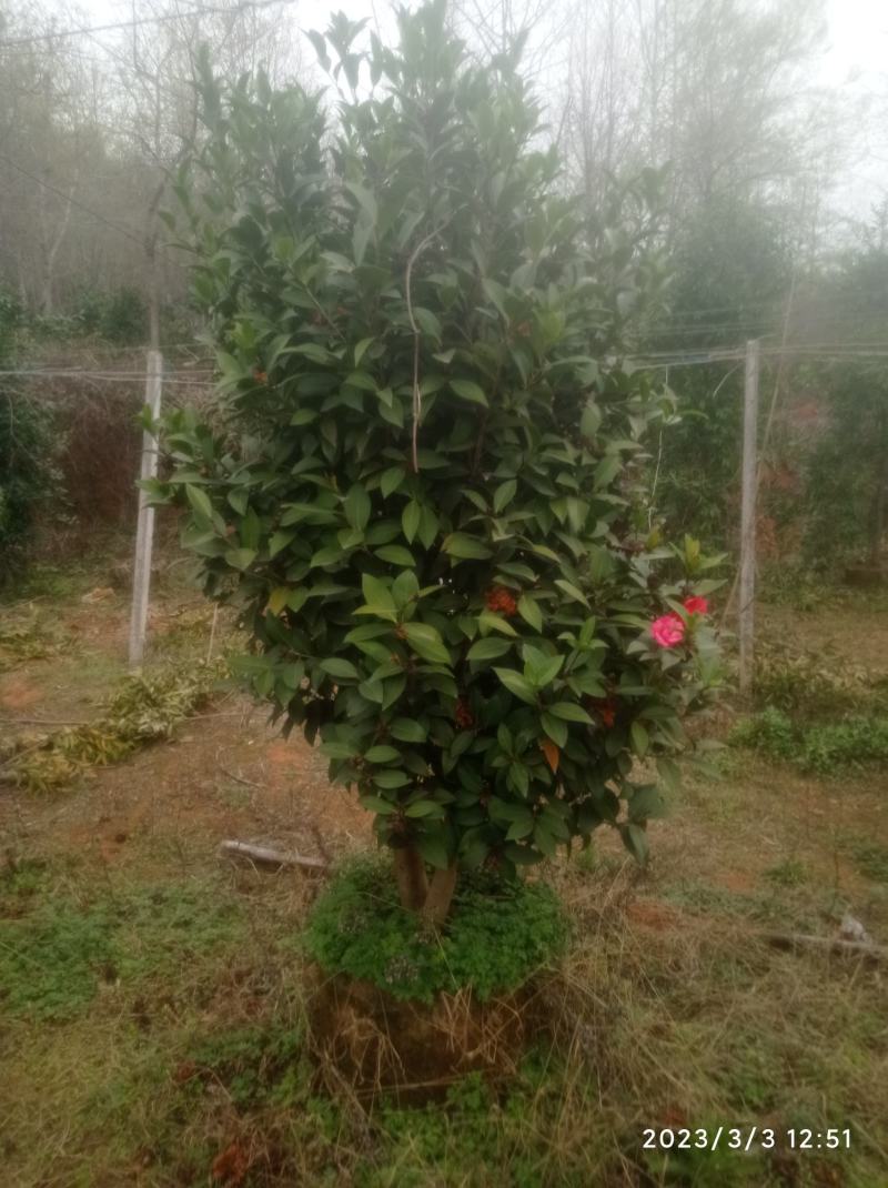 老茶树嫁接各种茶花，高度1-3米，平台限制，只能看看