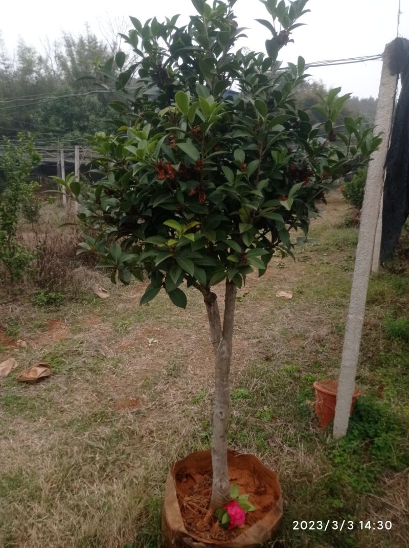 老茶树嫁接各种茶花，高度1-3米，平台限制，只能看看