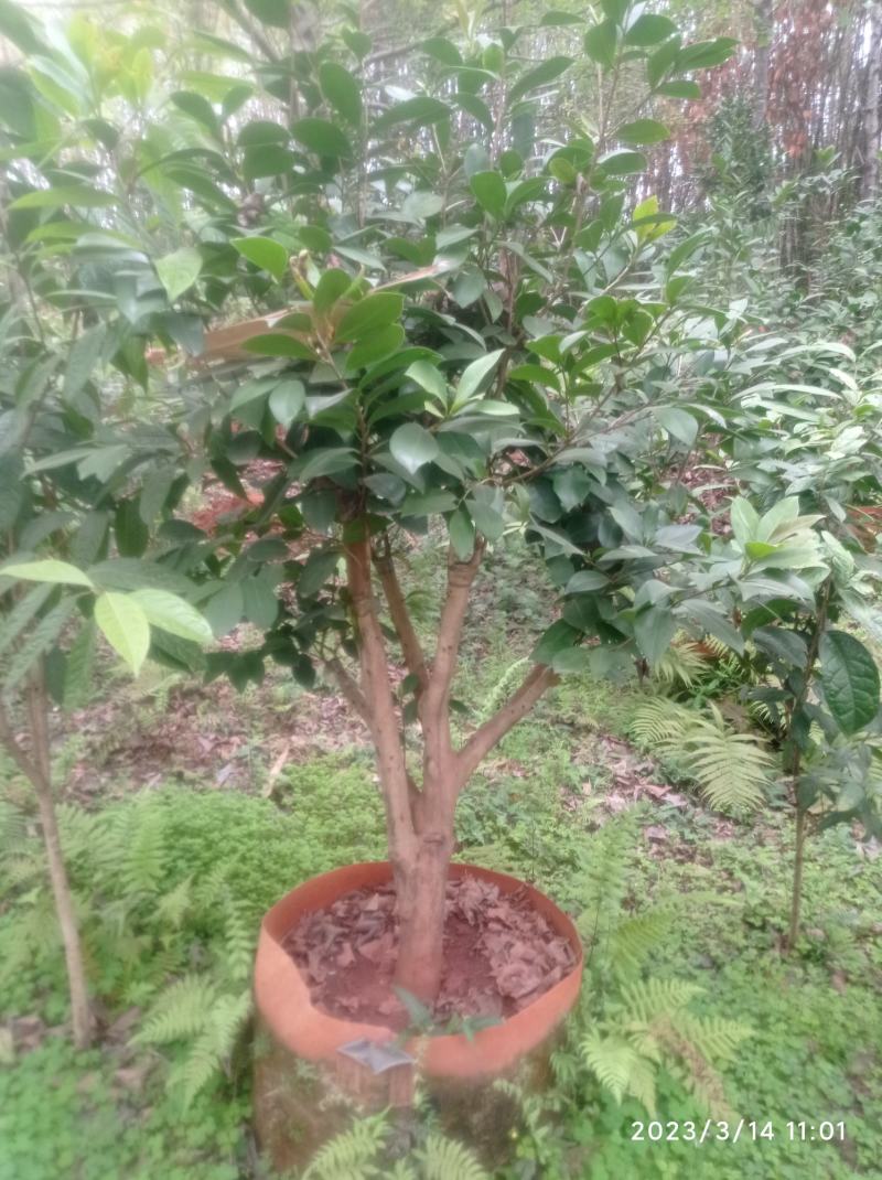 老茶树嫁接各种茶花，高度1-3米，平台限制，只能看看