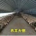 镀锌大棚钢管各种养殖棚种植棚简易棚规格齐全支持定制