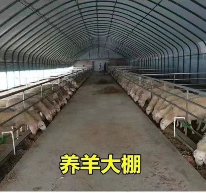 镀锌大棚钢管各种养殖棚种植棚简易棚规格齐全支持定制