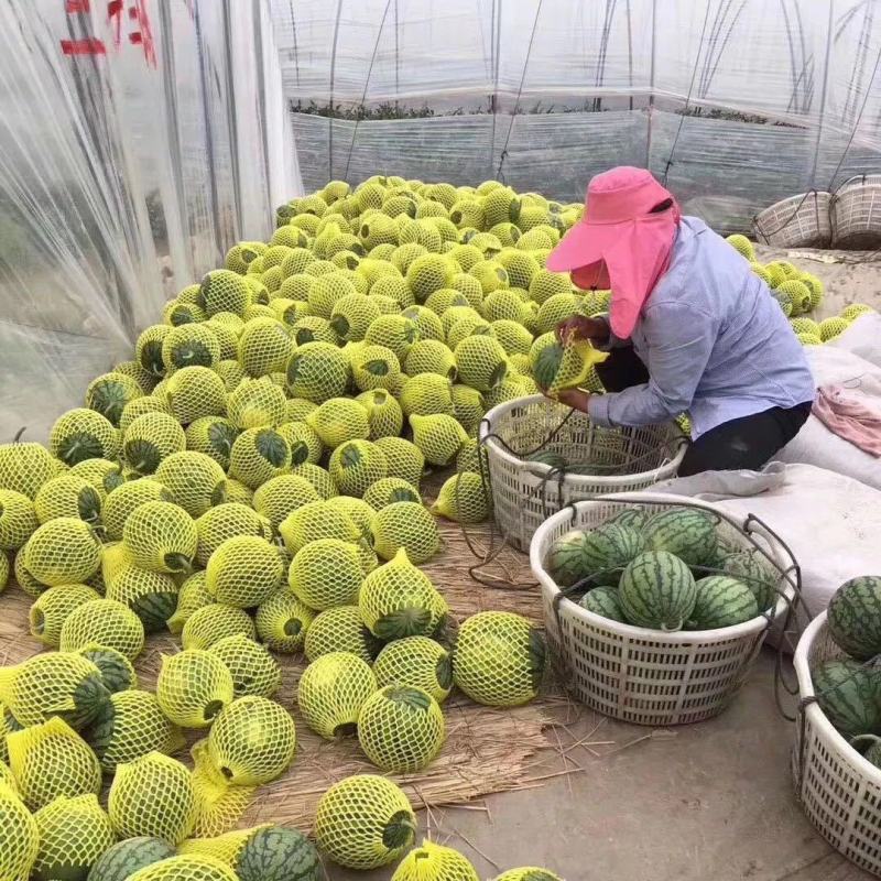 江苏特小凤西瓜对接商超批发商产地直销全国代发量大从优