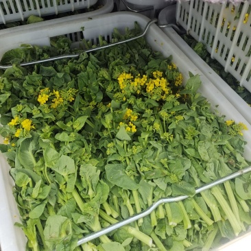 万亩白菜苔生产基地，大量有货