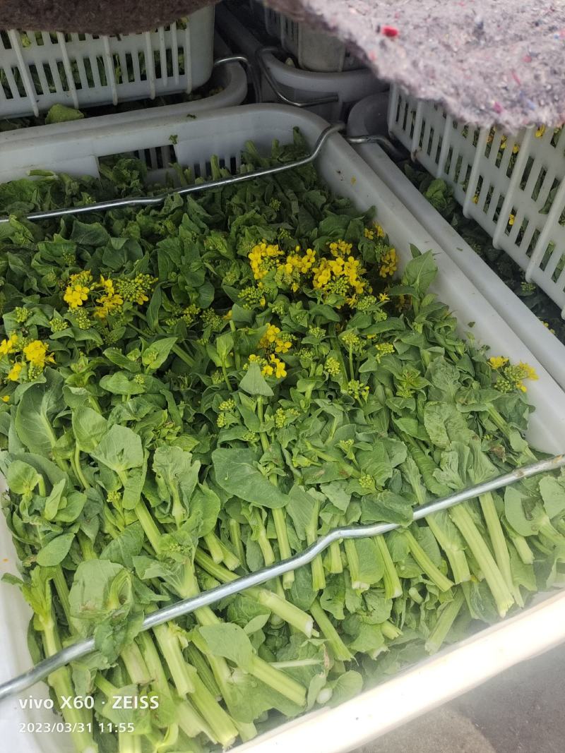 万亩白菜苔生产基地，大量有货