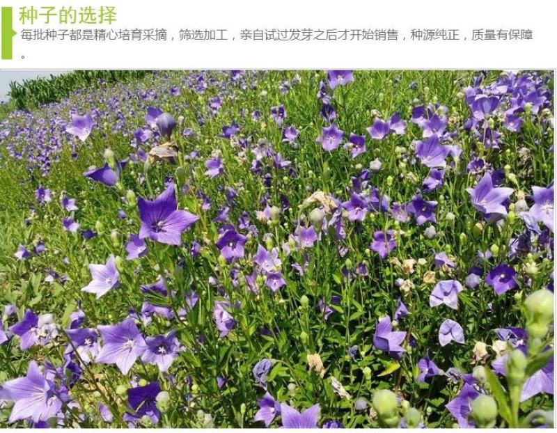 新桔梗籽桔梗种子新产中药材桔梗种子桔梗籽