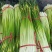丰县白帽蒜苔大量上货，价格低，质量好，费用低