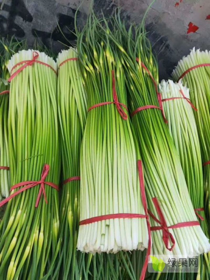 丰县白帽蒜苔大量上货，价格低，质量好，费用低