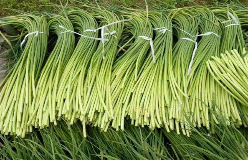 丰县白帽蒜苔大量上货，价格低，质量好，费用低