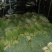 丰县白帽蒜苔大量上货，价格低，质量好，费用低