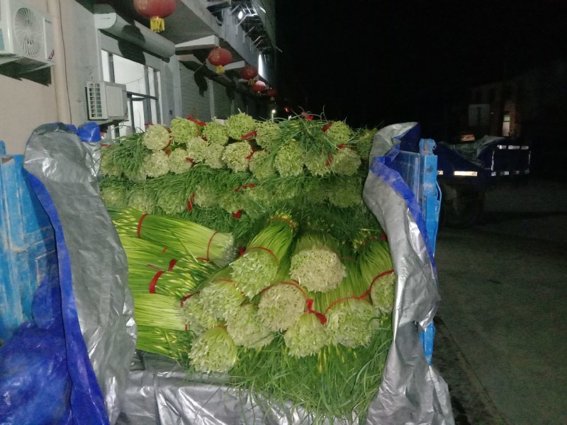 丰县白帽蒜苔大量上货，价格低，质量好，费用低
