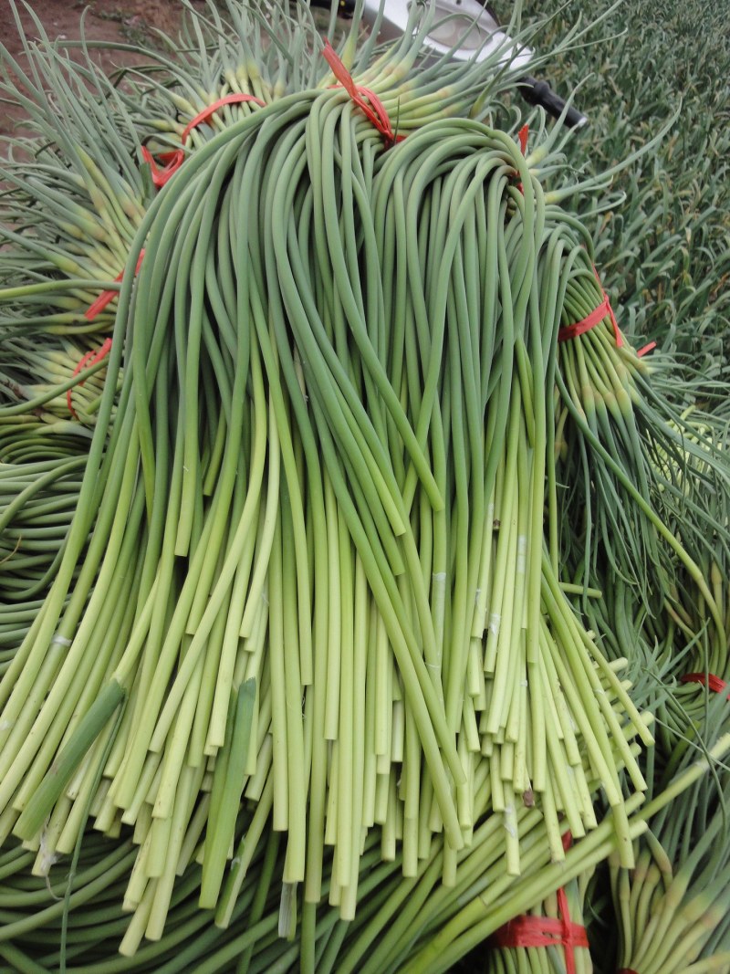 丰县白帽蒜苔大量上货，价格低，质量好，费用低