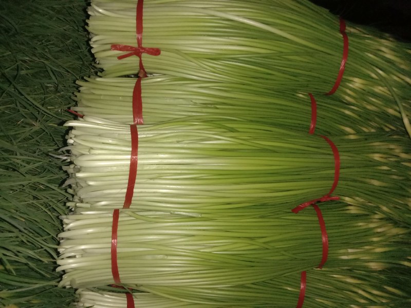 丰县白帽蒜苔大量上货，价格低，质量好，费用低