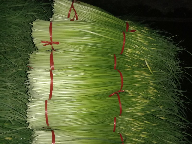 丰县白帽蒜苔大量上货，价格低，质量好，费用低
