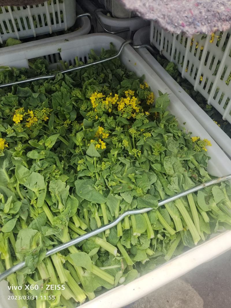 万亩白菜苔生产基地，大量有货