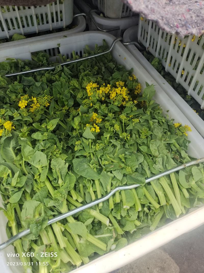 万亩白菜苔生产基地，大量有货
