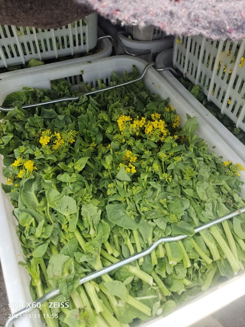 万亩白菜苔生产基地，大量有货