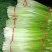 白帽蒜苔大量上市中货量大，价格低。费用低