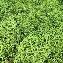 广西横州市四季豆大量上市，欢迎全国各地的老板来电洽谈
